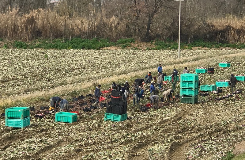 Montelupone: chiusa per 30 giorni dalla Prefettura un’azienda agricola