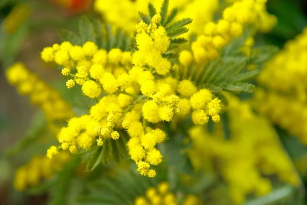 8 MARZO 2020, una giornata internazionale della donna virtuale. mimosa
