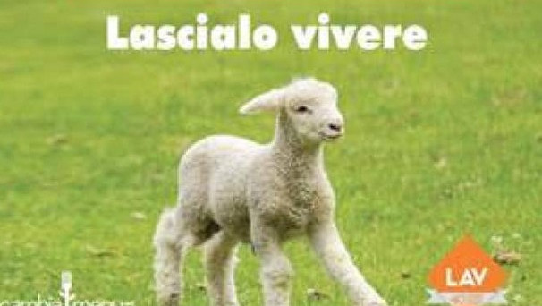 Appello per una Santa Pasqua senza stragi di sangue agnello di Pasqua