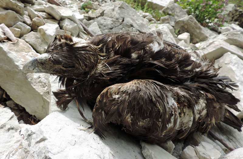 Aquila uccisa a fucilate nel Parco dei Monti Sibillini