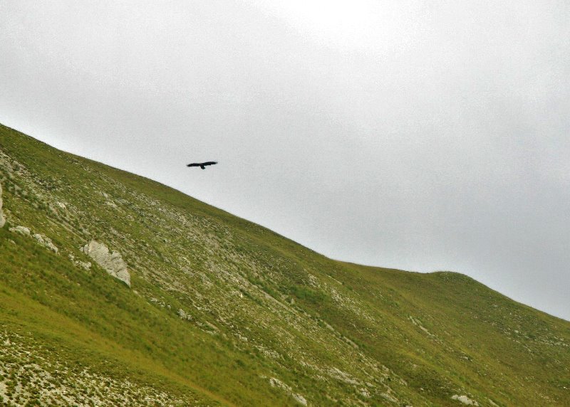 L’aquila, regina dei Sibillini.