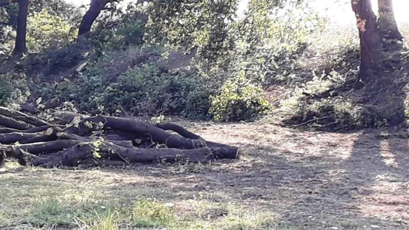 taglio di querce lungo il fiume Potenza: la denuncia di Uniti per Porto Recanati