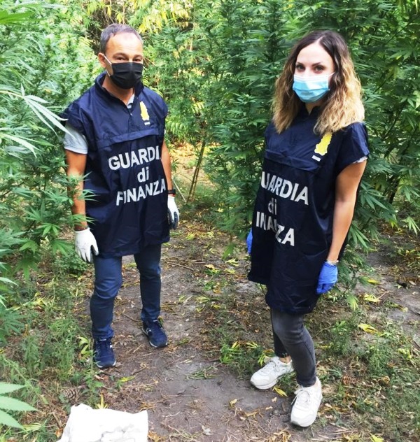 Guardia di Finanza Macerata: sequestrata una piantagione di marijuana.