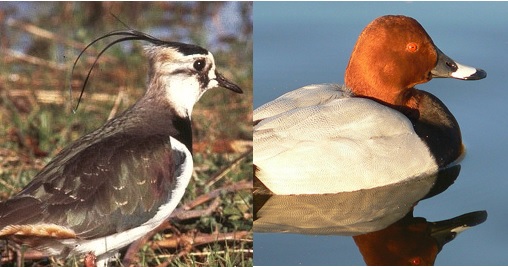 Il TAR Marche sospende la caccia a tre specie di animali
