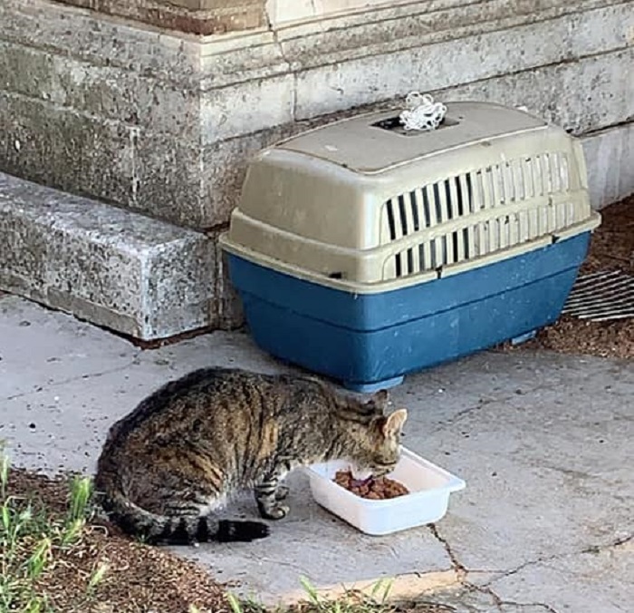 Recanati: gattini scomparsi al cimitero comunale. Che succede?