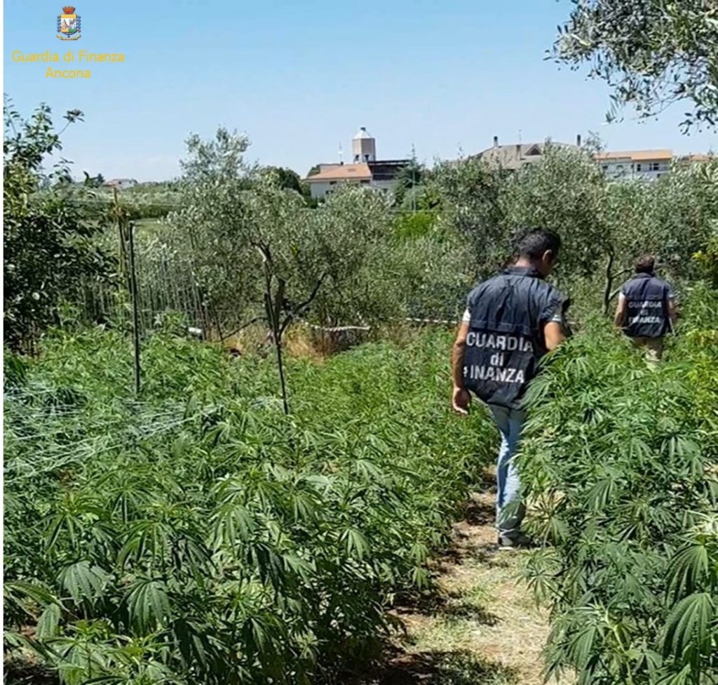 Sequestrate ad Ancona dalla Guardia di Finanza oltre 70 piante di marijuana