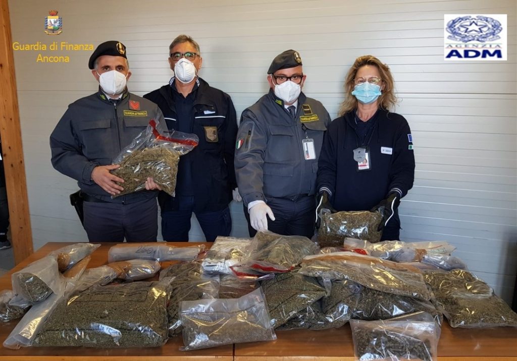 Aeroporto delle Marche – sequestrati 40 chilogrammi di sostanza stupefacente e 132 piante di canapa indica.