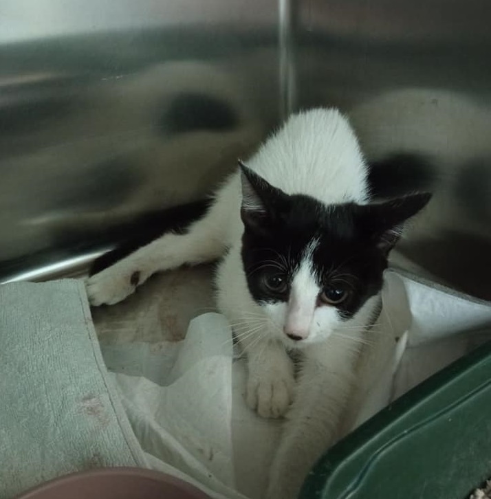 L’Associazione Operazione Gatto lancia una sottoscrizione per aiutare il micetto Joy