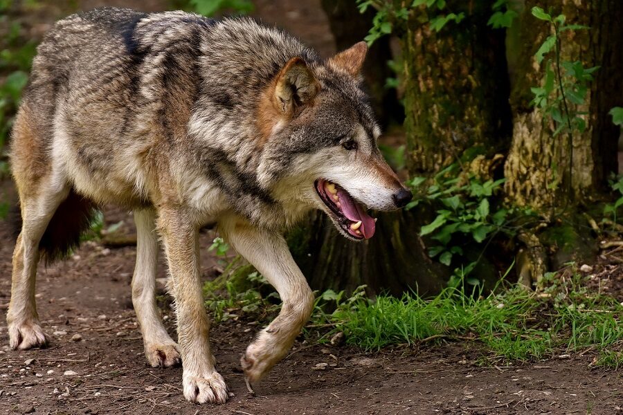 Lupi avvistati alla selva di villa Koch a Recanati