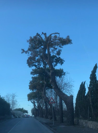 Multa di 3.200 euro all’azienda Agraria Conti Leopardi di Recanati dalla Forestale