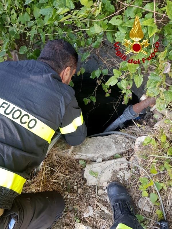 Recanati. Intervento dei Vigili del Fuoco per salvare un cane