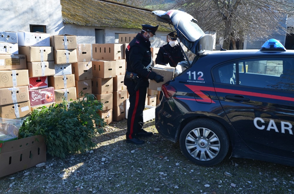 Scoperta una piantagione di marijuana a Montecassiano