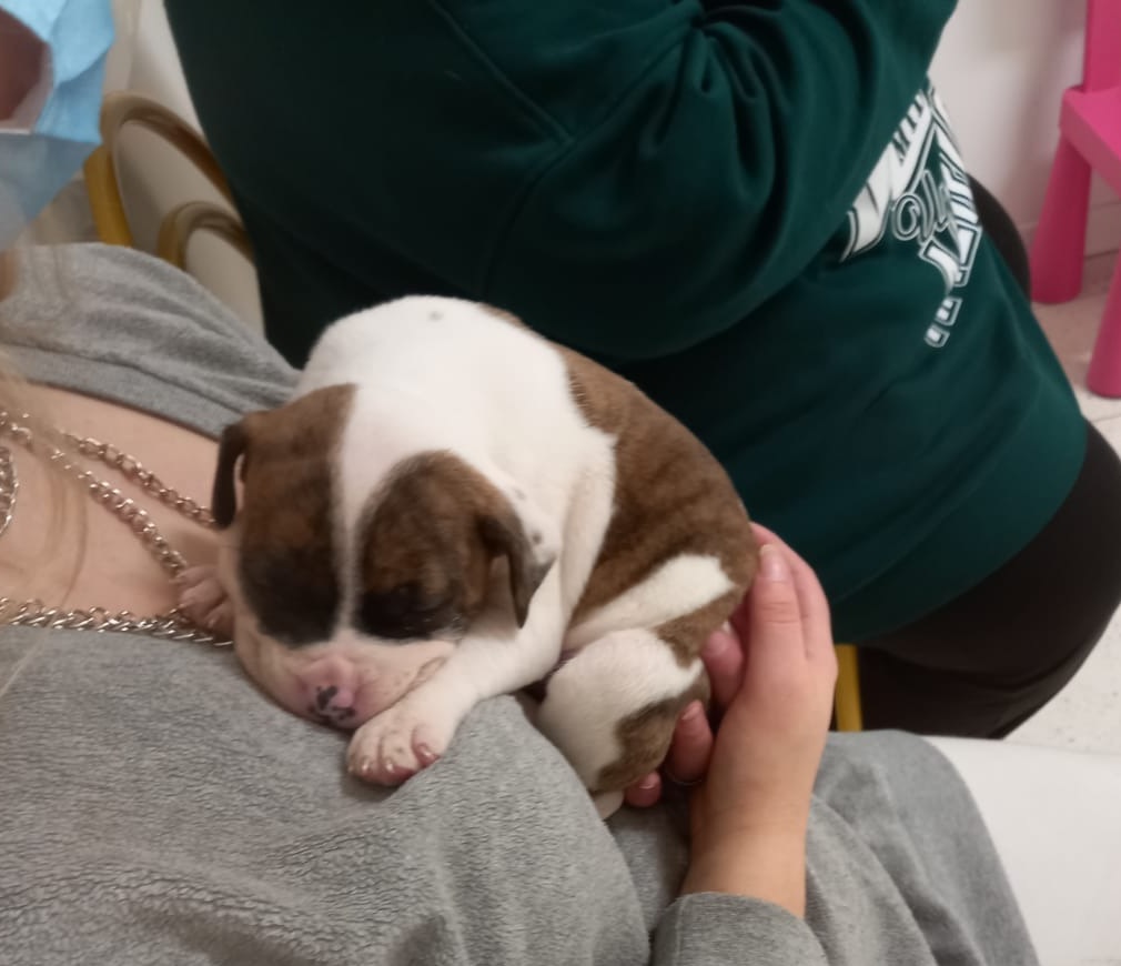 Recanati: ritrovati tre cuccioli chiusi in una scatola di cartone