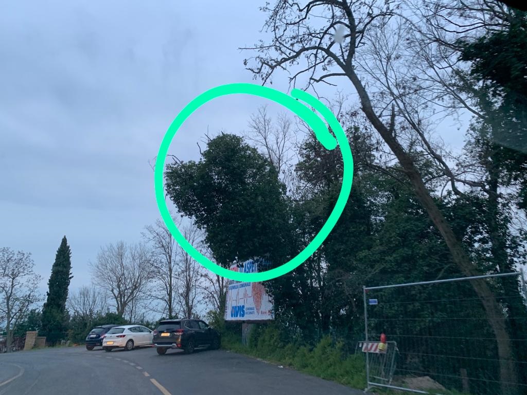 Recanati: un albero pericolante su via Colle dell’Infinito, di fronte all’ospedale