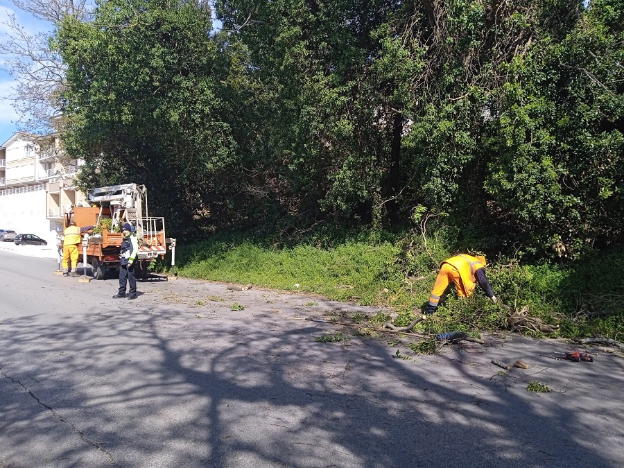 Recanati, cade una pianta in via N.Sauro. Sfiorata la tragedia