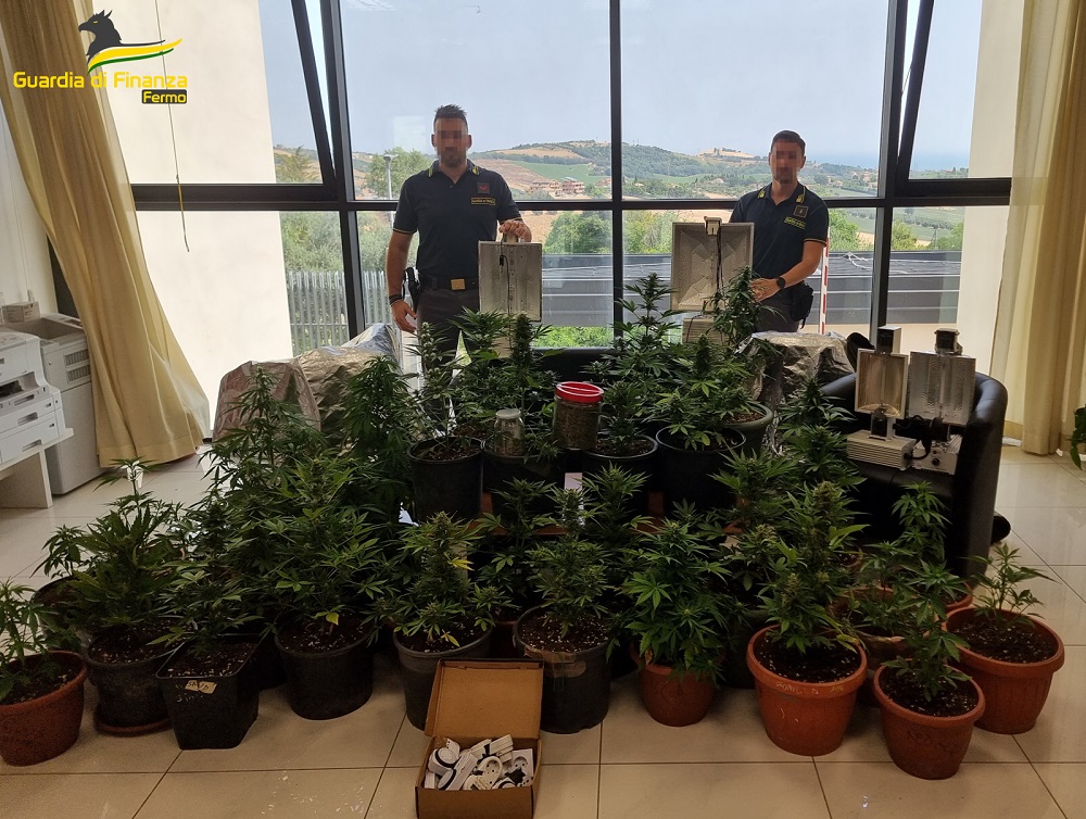 Monte Urano: arrestato un 50enne che coltivava marijuana nel suo giardino