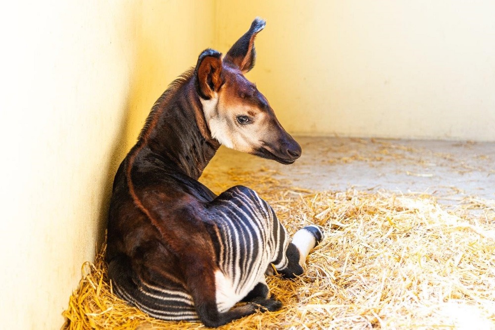 Raro cucciolo di okapi nato al Parco Zoo Falconara: è il primo in Italia