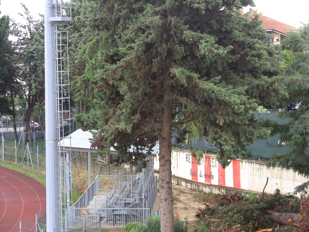 Recanati: gli alberi allo stadio Tubaldi fanno spazio al rettangolo di gioco