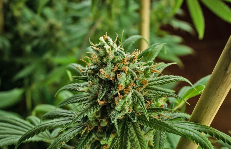 Loreto: una serra di marijuana in camera. Denunciato un 29enne