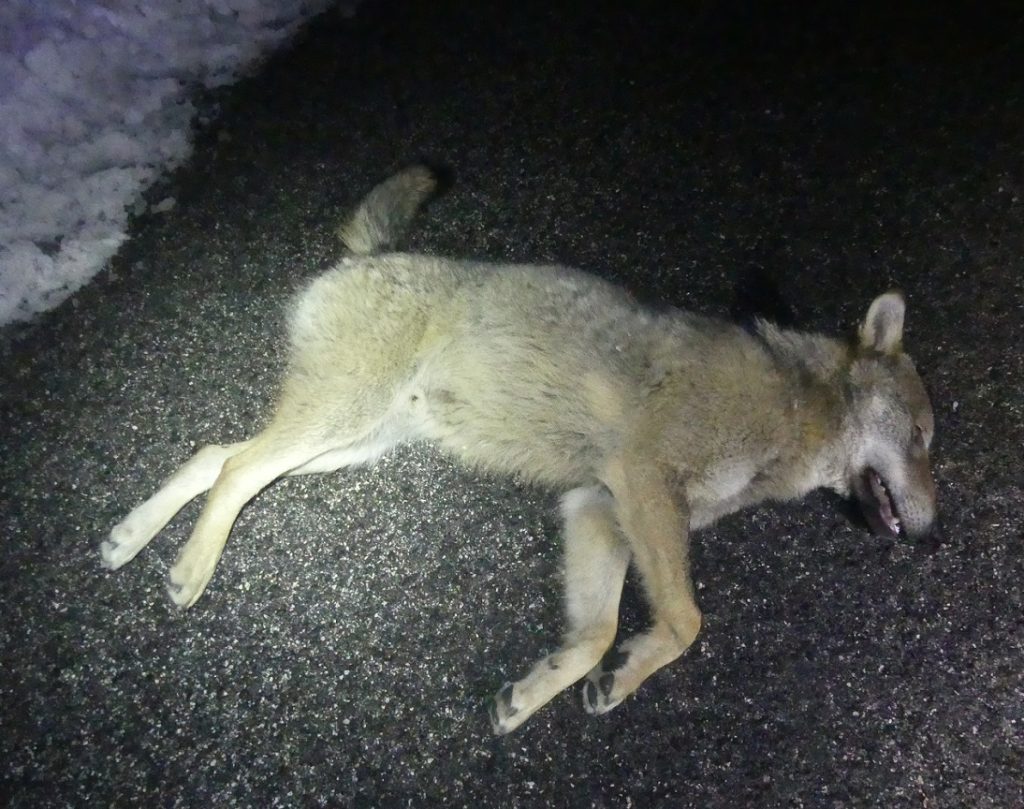 Tre lupi investiti nella notte scorsa nel Parco dei Monti Sibillini