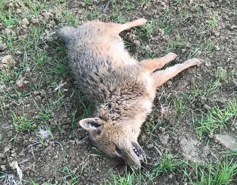 Sciacallo dorato trovato morto a Potenza Picena