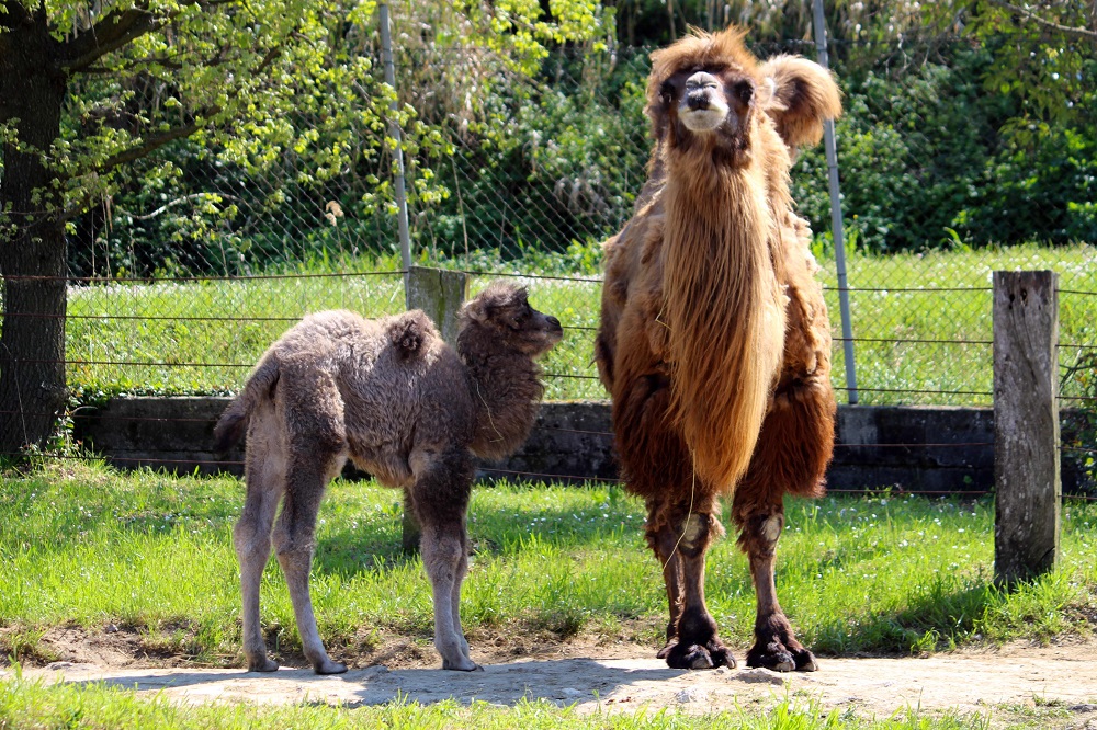 Al Parco Zoo di Falconara nata la cammellina Alessandra