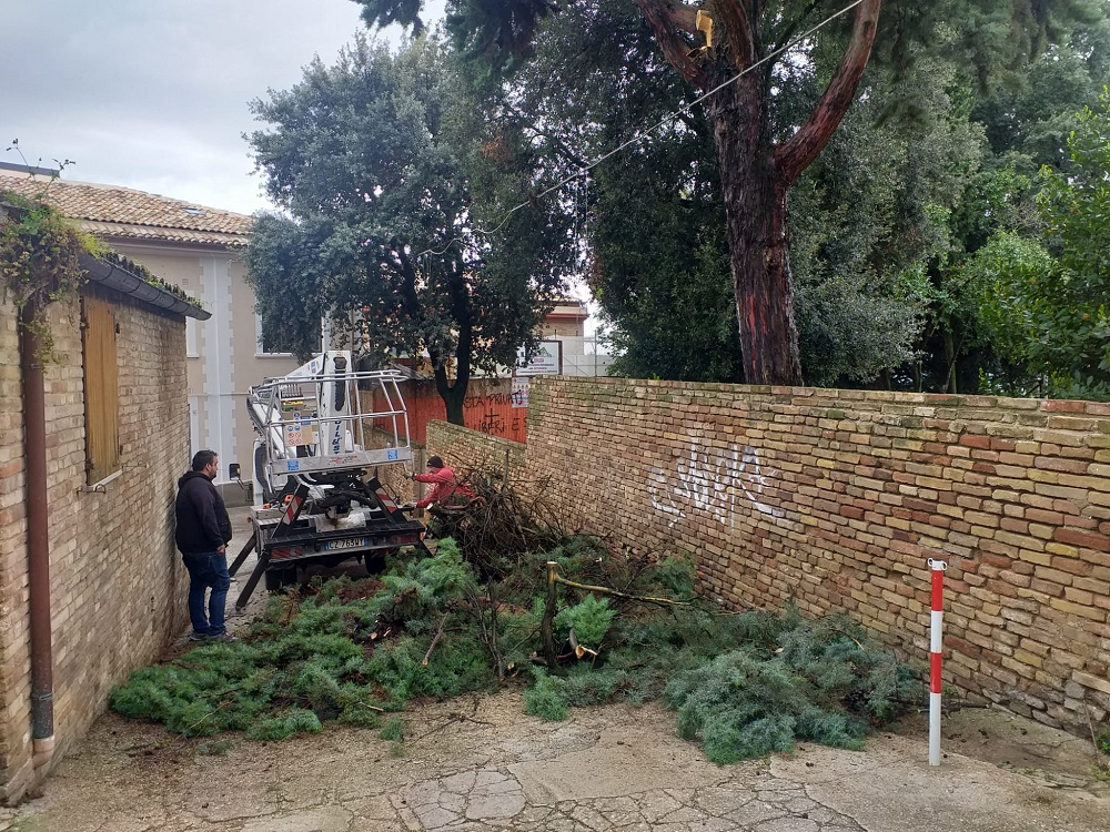 Recanati. Fine ingloriosa di un cipresso