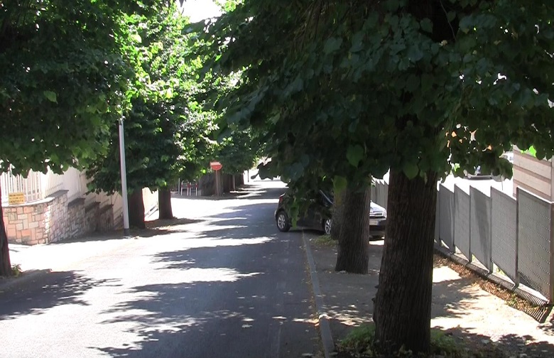 Piantiamo alberi ma non curiamo quelli esistenti