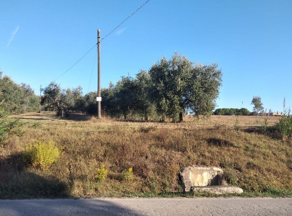 A Montecassiano 12 ulivi si dovranno inchinare davanti alla pista ciclabile