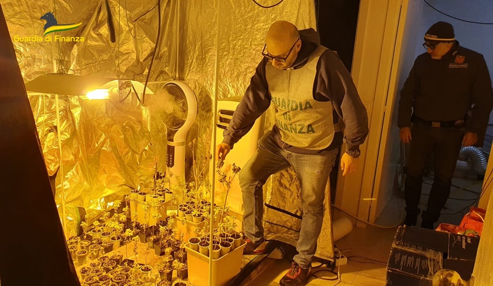 GDF Macerata: arrestato per coltivazione illegale di marijuana, sequestrate 216 piante e 850 grammi di sostanza stupefacente