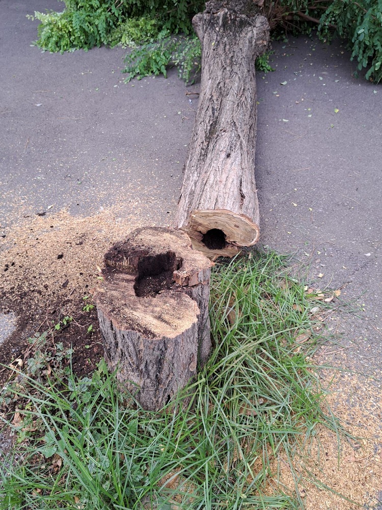 Montecassiano, abbattuti 14 alberi pericolanti