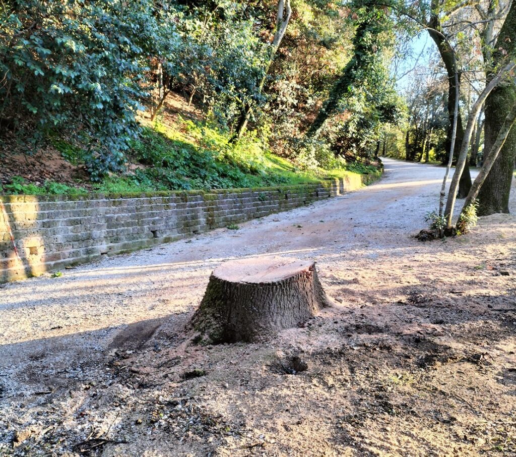 Taglio di alberi nel parco di Villa Colloredo Mels a Recanati