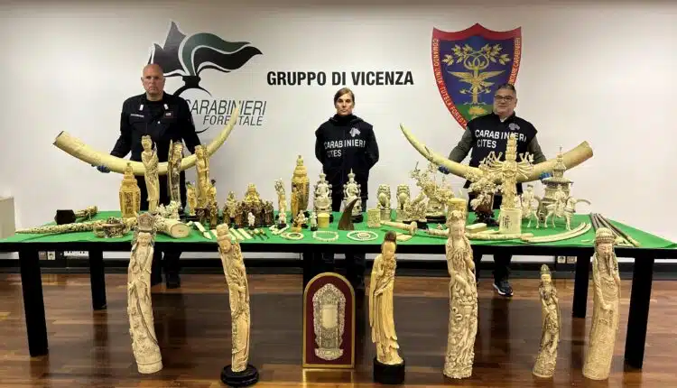 Ingente sequestro di numerosi pregiati manufatti in avorio, detenuti illegalmente, di elevato valore artistico culturale.