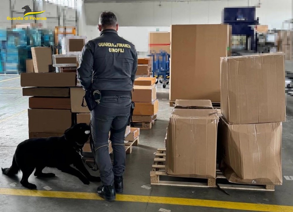 Sequestrati oltre 55 chilogrammi di marijuana dalla Guardia di Finanza di Macerata