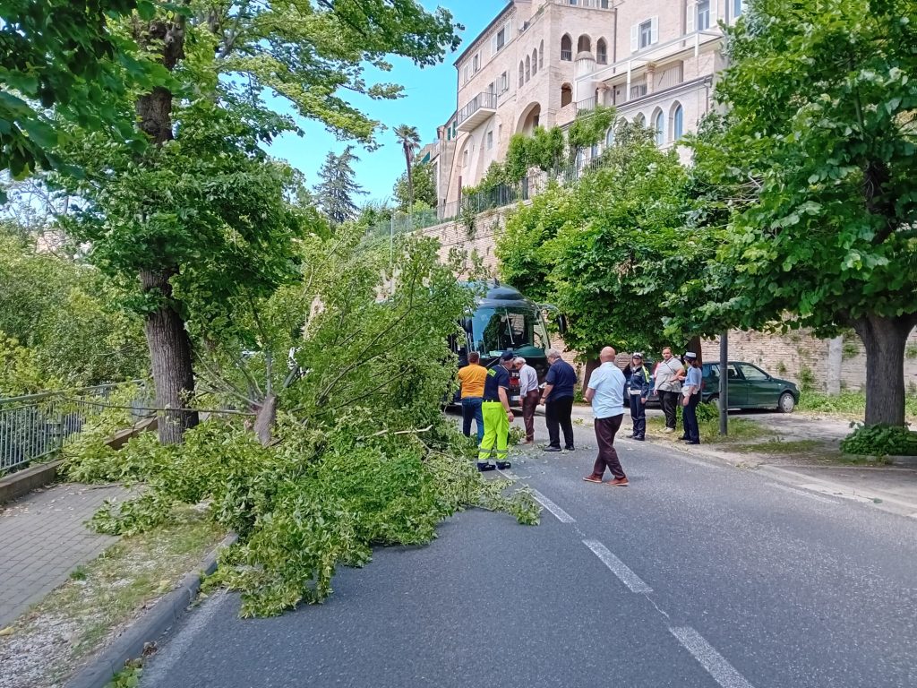 Recanati, cade pianta in via Corridoni. Traffico in tilt
