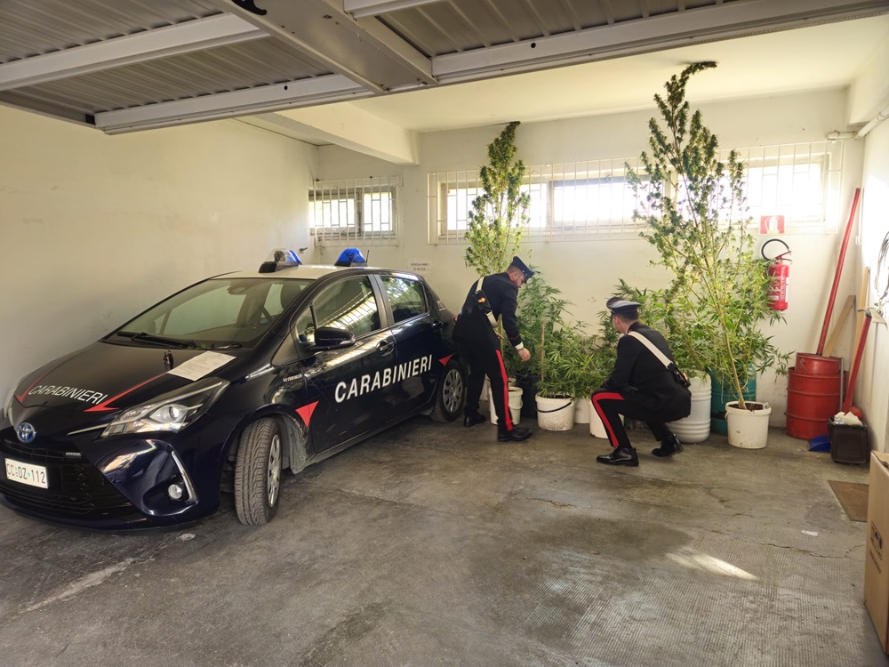 Ancona. Coltivava marijuana in una serra rudimentale. 40enne arrestato dai Carabinieri.