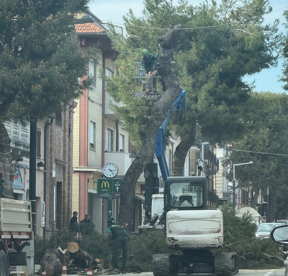 Porto Recanati. L’Amministrazione cerca di far chiarezza sugli alberi abbattuti o potati