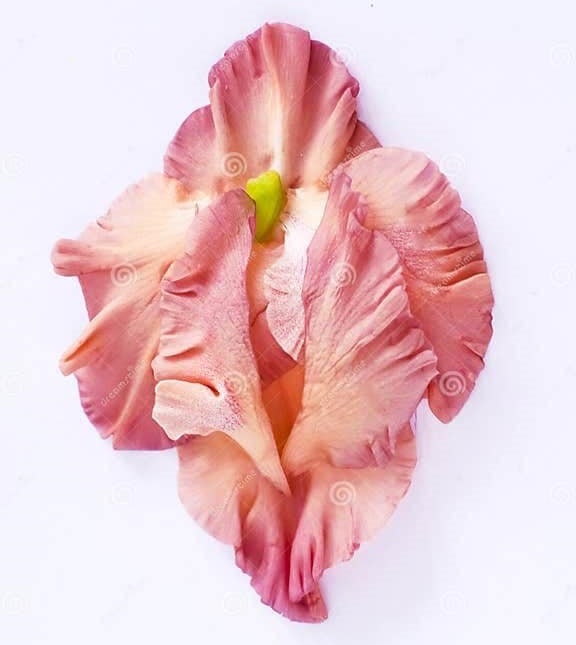 Porto Recanati: la mostra “Vulva Gallery” per celebrare l’8 marzo. per la Ubaldi l’Amministrazione si dovrebbe vergognare!