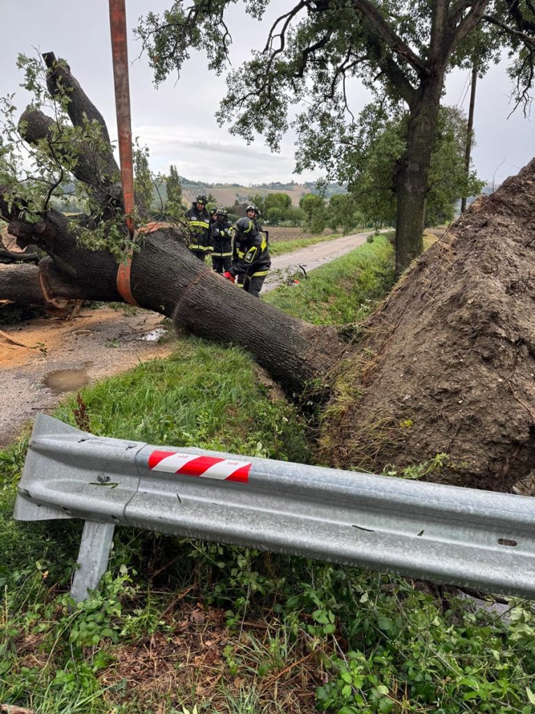 Raffiche di vento abbattono una quercia a San Biagio di Squartabue. Strada bloccata