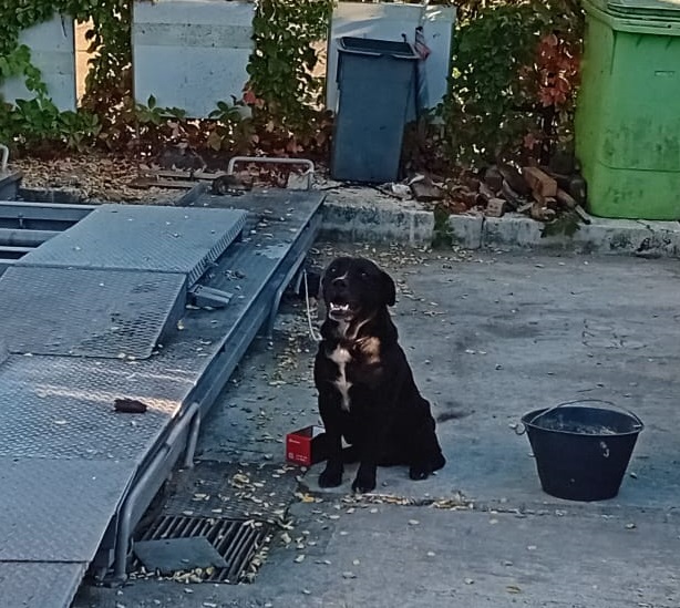Cane vagante salvato dal traffico a Palazzo Bello: accolto e accudito dai gestori della stazione Eni