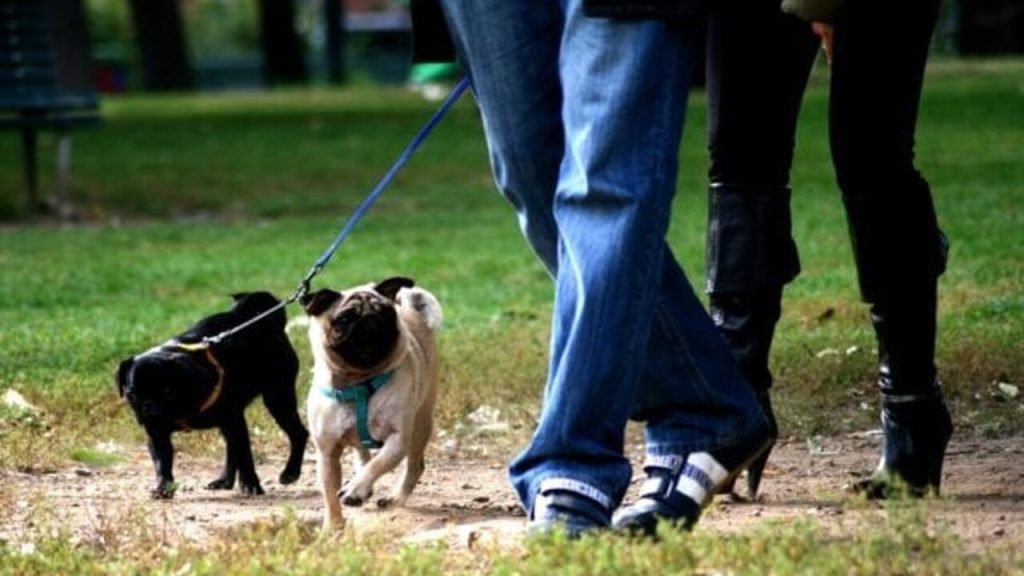 Recanati, controlli della Polizia Locale di Recanati sulla raccolta delle deiezioni canine