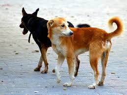 Marconi presenta proposta di legge per la tutela degli animali da affezione e la prevenzione del randagismo