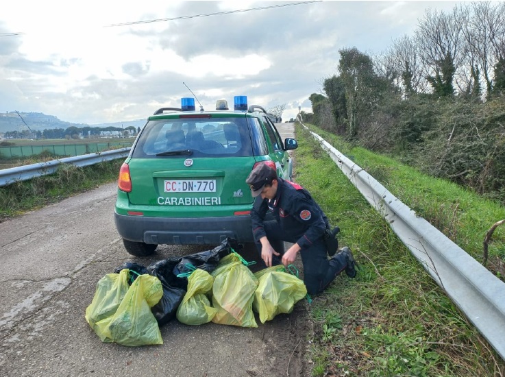 Orrore a Scossicci, 55 cani uccisi e abbandonati: indagato un professionista di Loreto