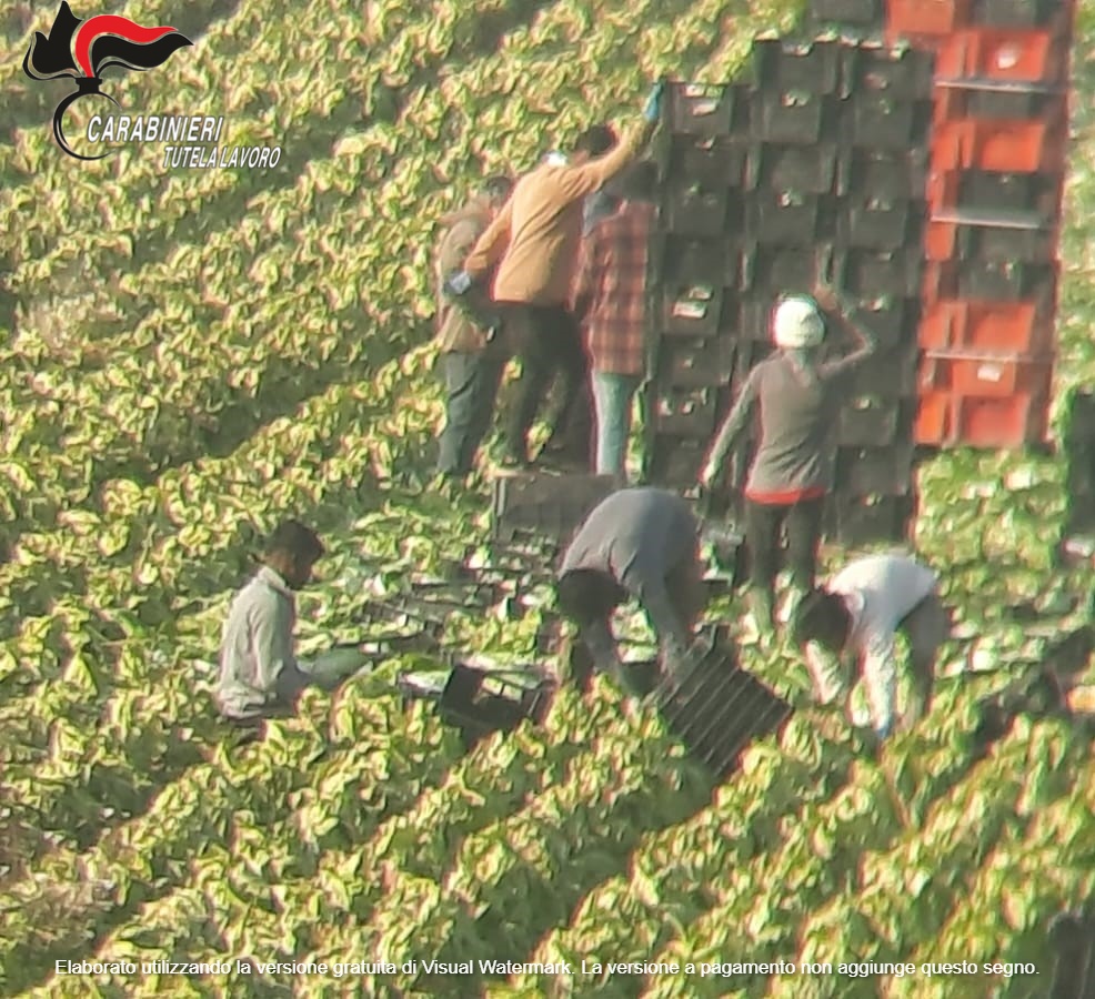 Caporalato nel Maceratese: smascherato sodalizio dedito allo sfruttamento di 6 lavoratori richiedenti asilo