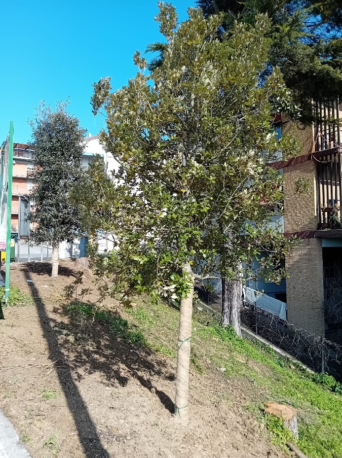 Recanati, nuovi lecci a Villa Teresa dopo gli abbattimenti