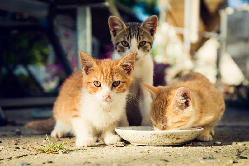 Loreto, presa a sassate mentre accudisce la colonia felina: denunciata l’aggressione